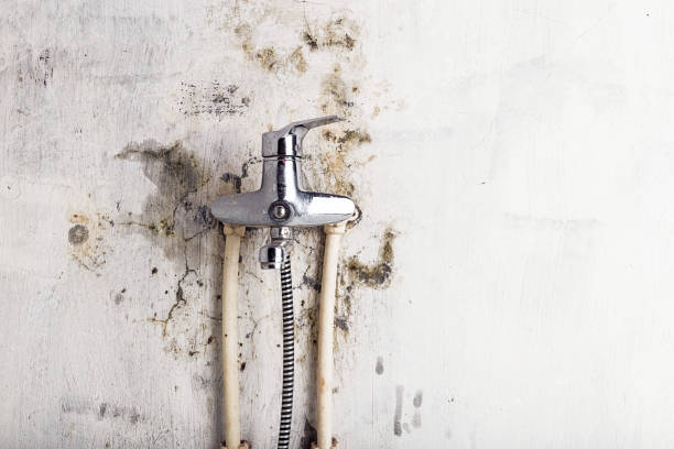 Best Mold Testing  in Niwot, CO