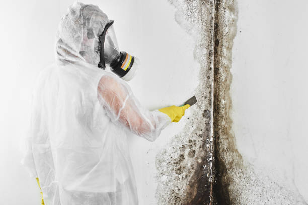 Best Residential Mold Removal  in Niwot, CO