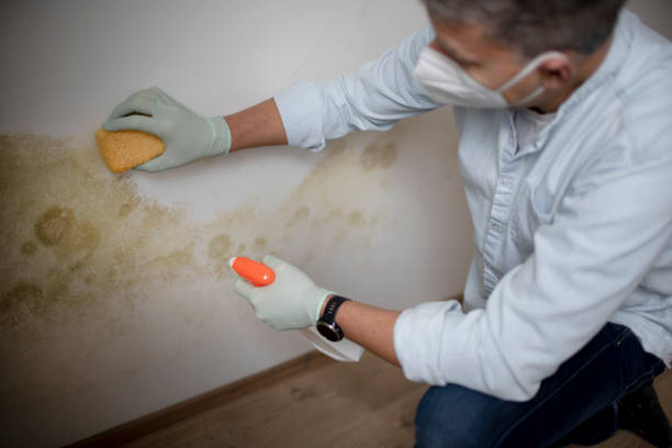 Best Mold Testing  in Niwot, CO