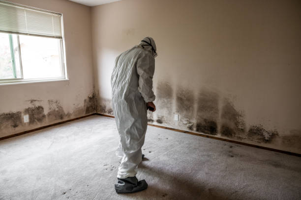 Best Fast Mold Removal  in Niwot, CO
