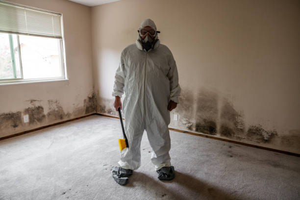 Best Professional Mold Removal  in Niwot, CO