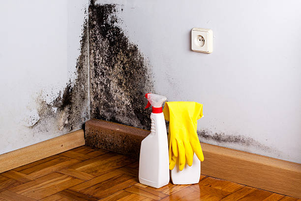 Best Mold Removal Near Me  in Niwot, CO
