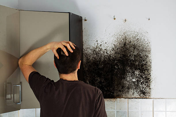 Best Professional Mold Removal  in Niwot, CO