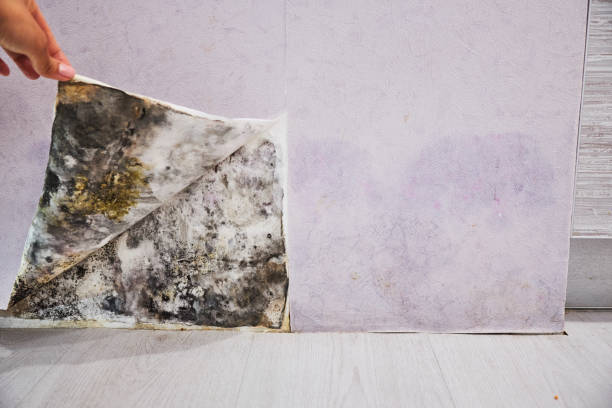 Best Residential Mold Removal  in Niwot, CO